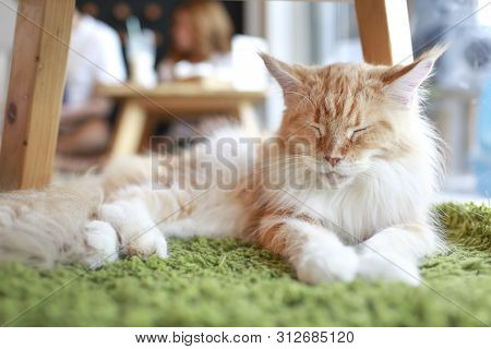 Orange And White Cute Persian Lying On Floor
