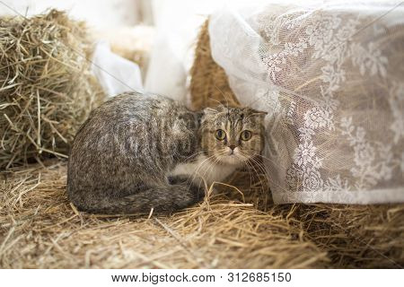 Brown And White Cute Cat Lying On Floor