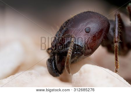 Extreme Magnified Ant Head In Nature Outdoor