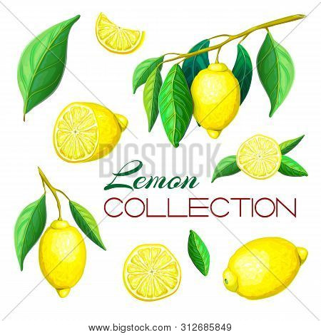Hand Drawn Fresh Lemon Fruits Isolated On White. Set Of Different Vector Lemons On Branch, With Leav