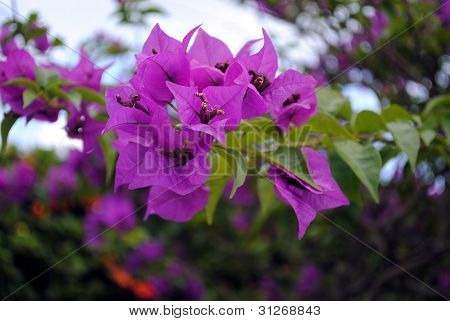 Bougainvillea spectabilis