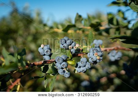 Fresh Organic Blueberries And Green Leaves In The U Pick Field. Bc, Canada