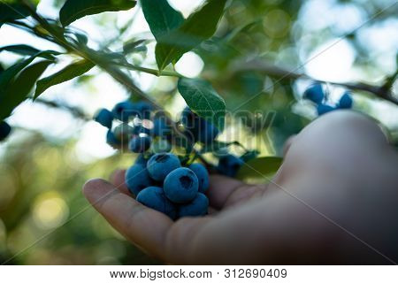 Hand Is Picking Fresh Organic Blueberries. Vancouver,  Bc, Canada. U Pick
