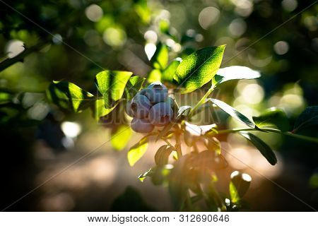 Fresh Organic Blueberries And Green Leaves In The U Pick Field. Bc, Canada