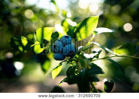 Fresh Organic Blueberries And Green Leaves In The U Pick Field. Bc, Canada