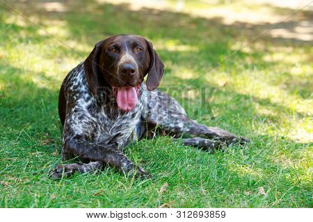 Dog Breed German Shorthair Pointer Close Up