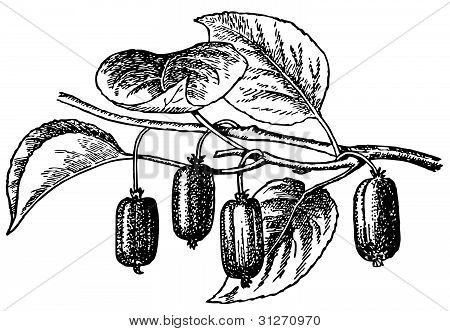 Rostlina Actinidia