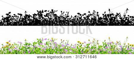 Purple Clover Flowers And Grass Isolated On Black Background With Alpha Mask For Easy Isolation
