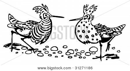 Ruffs