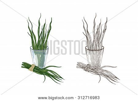 Bundle Of Colorful And Monochrome Drawings Of Spirulina Algae In Glass. Superfood Product, Dietary S