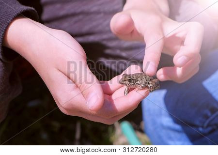 Boy Holds In Hands Catching Little Frog And Touches It Back, Hands Closeup. Boy Is Walking On The Ri