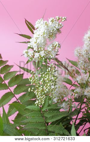Bright White Flowers (sorbaria Sorbifolia) On A Pink Background, Beautiful Thin Stamens. Natural Col