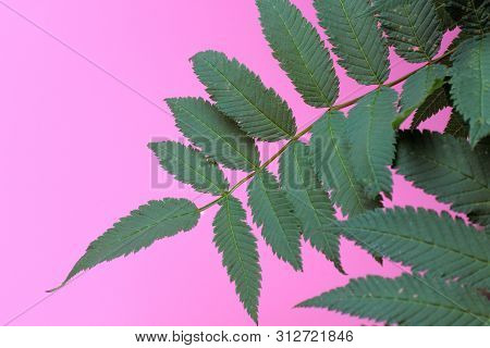 Characteristic Green Leaves Of A Flower Bush (sorbaria Sorbifolia), Bright And Juicy Pink Background