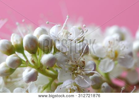 Bright White Flowers (sorbaria Sorbifolia) On A Pink Background, Beautiful Thin Stamens. Place For T