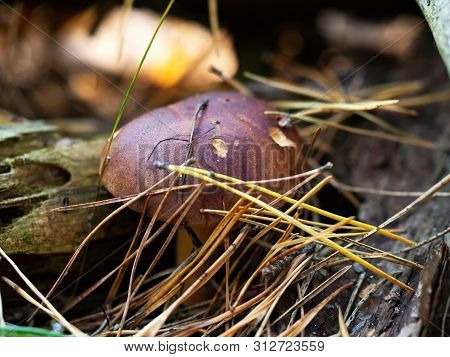 Polish Mushroom (polonica Boletus) In The Forest, Macro