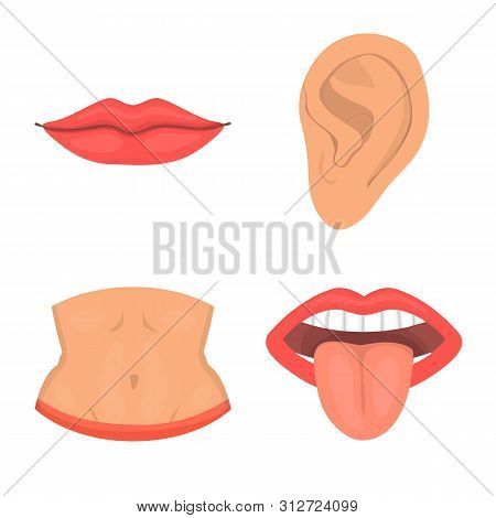 Vector Illustration Of Body And Part Icon. Collection Of Body And Anatomy Stock Vector Illustration.