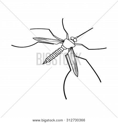 Vector Design Of Gnat And Mosquito Symbol. Set Of Gnat And Virus Vector Icon For Stock.