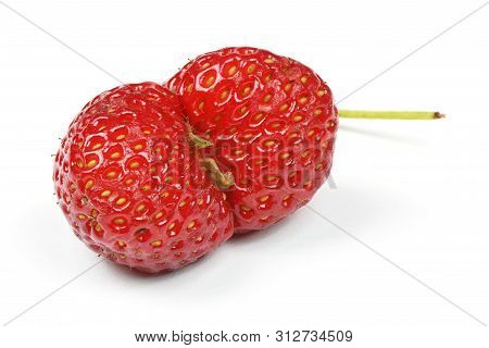Ugly Organic Heirloom Home Grown Strawberries Isolated On White Background. Juicy Sweet Red Heiroom 
