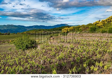 Vineyard Of The Mount Etna In Sicily, Italy