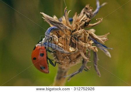 Close Up Of A Beetle 7-dot Ladybug On The Faded Blossom Of A Cornflower With Blurred Background