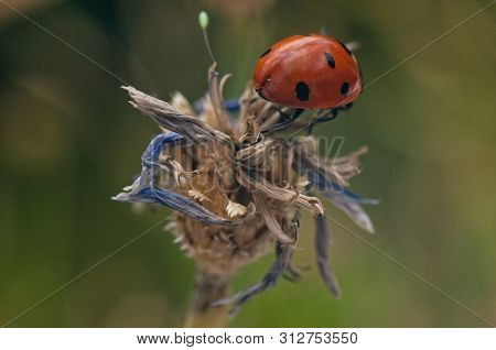 Close Up Of A Beetle 7-dot Ladybug On The Faded Blossom Of A Cornflower With Blurred Background