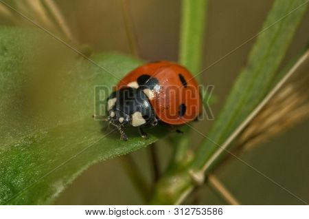 Close Up Of A Beetle 7-dot Ladybug On A Green Straw With Blurred Background