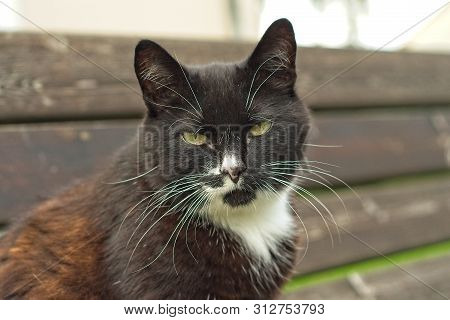 Portrait Shot Of A Tuxedo Cat Outdoors