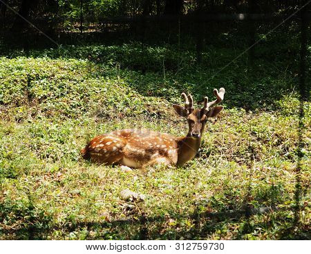 Closeup Of Fallow Deer Lying On The Ground Facing The Camera