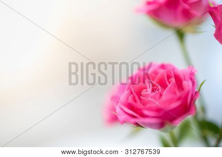 Close Up Of Pink Rose  With Copy Space Use For Nature And Flower Background And Wallpaer.