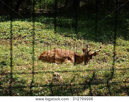 Closeup Of Fallow Deer Lying On The Ground Facing The Camera