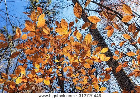 Sunny Golden Autumn Forest Background. Orange Tree Leaves And Blue Sky Scenic Landscape. Caucasus Mo