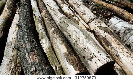 Old Stack Of Dried Roundwood Timber Natural
