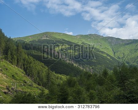 Beautiful Mountain Landscape With Lush Green Grass, Spruce Trees, Dwarf Scrub Pine And Bald Mountain