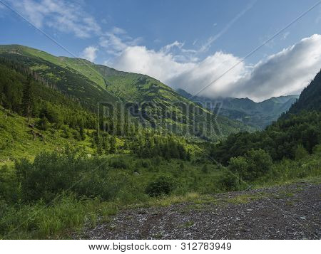 Beautiful Mountain Landscape With Lush Green Grass, Spruce Trees, Dwarf Scrub Pine And Bald Mountain