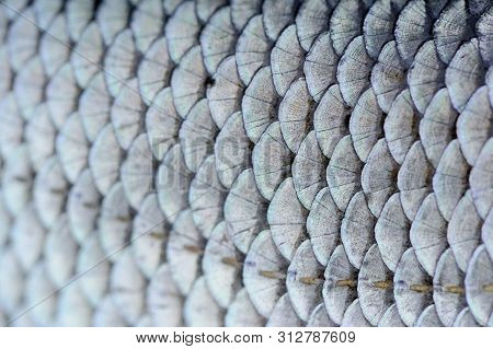 Macro Of Silver Roach (rutilus Rutilus) Fish Scales Texture