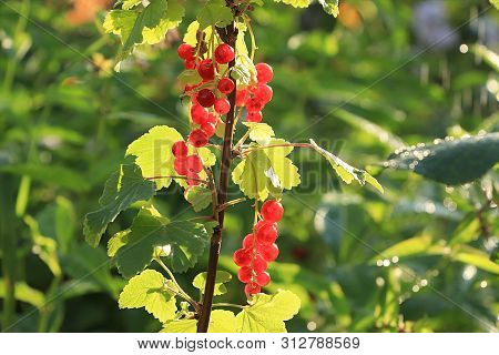 Summer Rain In The Garden And Red Currants With Drops On The Bokeh Background, Blurred Focus. Beauti