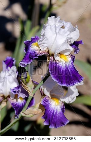Close-up Of Flower Petals Bearded Iris, Wabash Variety