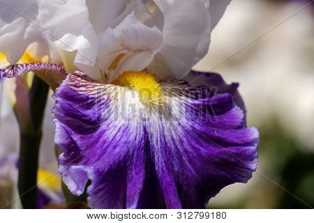 Close-up Of A Petal And Stamens Of A Flower. Bearded Iris, Wabash Grade