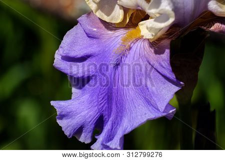 Close-up Of Violet Petal Of A Flower Bearded Iris, Wabash Grade