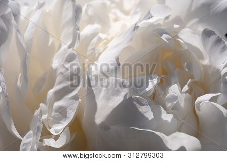 Close-up Of Flower Petals Bearded Iris, Classic Look Variety With Blurred Background
