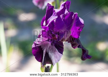 Close-up Of Flower Petals Iris Alberti Regel