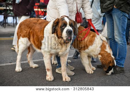 Two Large Saint Bernard On A Leash With The Owner