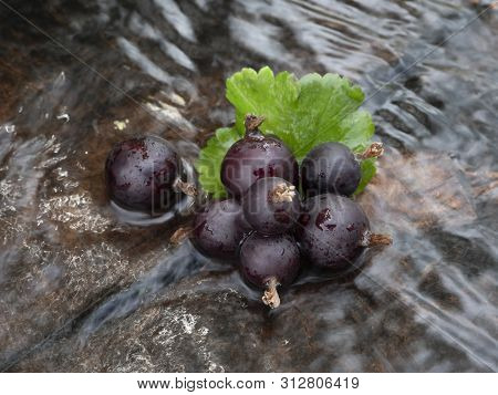Josta Berry In The Water. Hybrid Of Black Currant And Gooseberry. Close-up. Still Life.