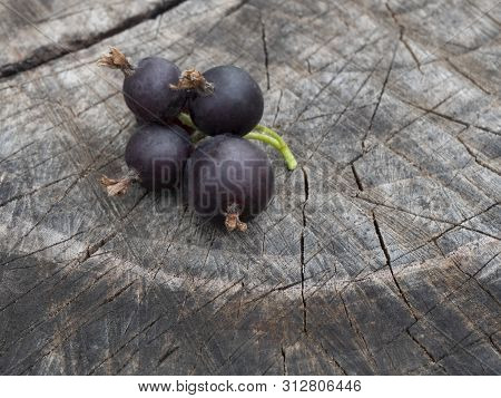 Josta Berry On The Stump. Hybrid Of Black Currant And Gooseberry. Close-up. Still Life.