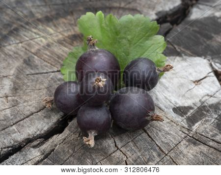Berry Josta With Green Leaf On The Stump. Hybrid Of Black Currant And Gooseberry. Close-up. Still Li