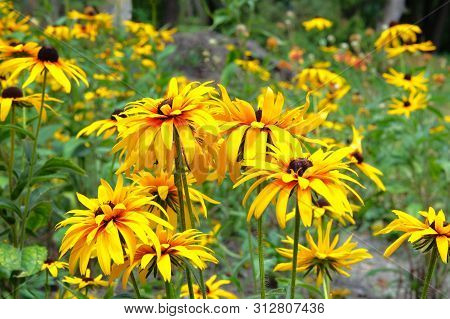 Yellow Echinacea Flowers On Green Nature Background During The Day. Bright Orange Coneflower In Mead