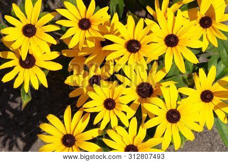 Yellow Echinacea Flowers On Green Nature Background During The Day. Bright Orange Flowers In Meadow.