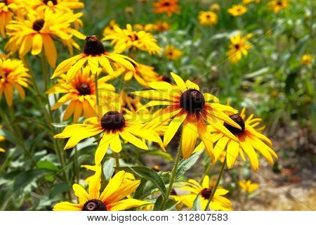 Yellow Echinacea Flowers On Green Nature Background In Sunny Day. Orange Flowers For Phytotherapy.