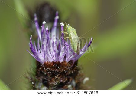 Potato Capsid Bug - Closterotomus Norwegicus
On Common Or Black Knapweed - Centaurea