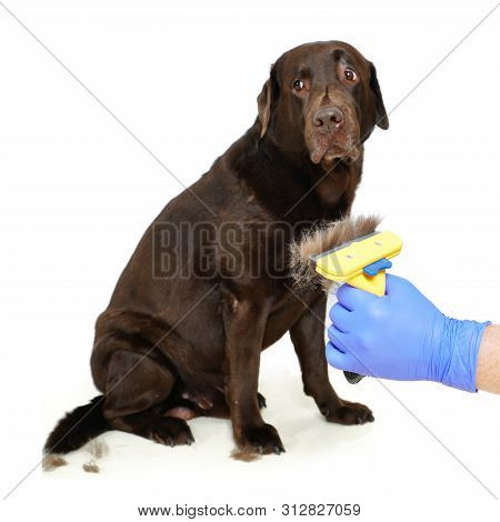 Grooming Undercoat Dogs. Labrador Retriever And Veterinarian In Blue Gloves. Concept Hygiene And Car
